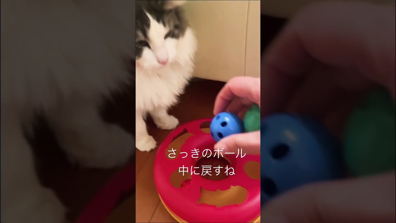 なかなか遊んでくれないリキ #ノルウェージャンフォレストキャット #猫のいる暮らし