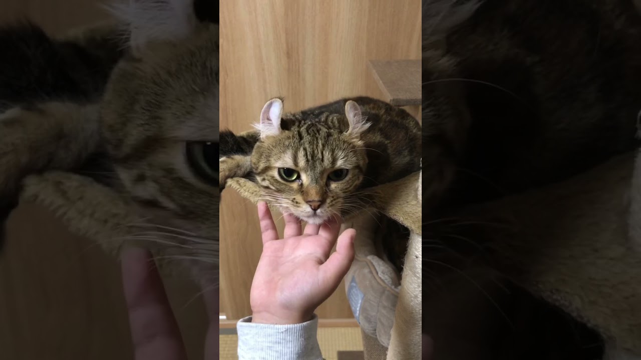 お気に入りの場所 アメリカンカールのツゥ