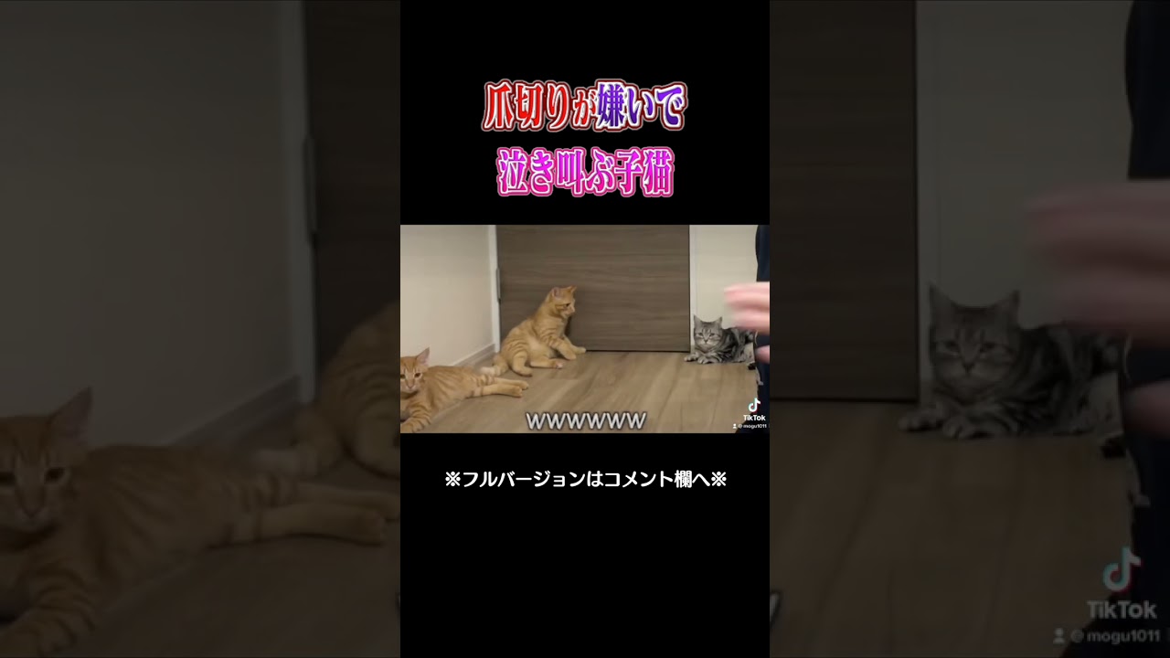 初めての爪切りに焦る子猫が可愛い...。　#shorts