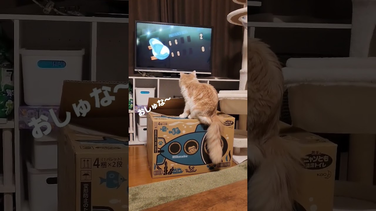 【子猫】おされたい猫 #ラガマフィン #猫動画 #cat #shorts