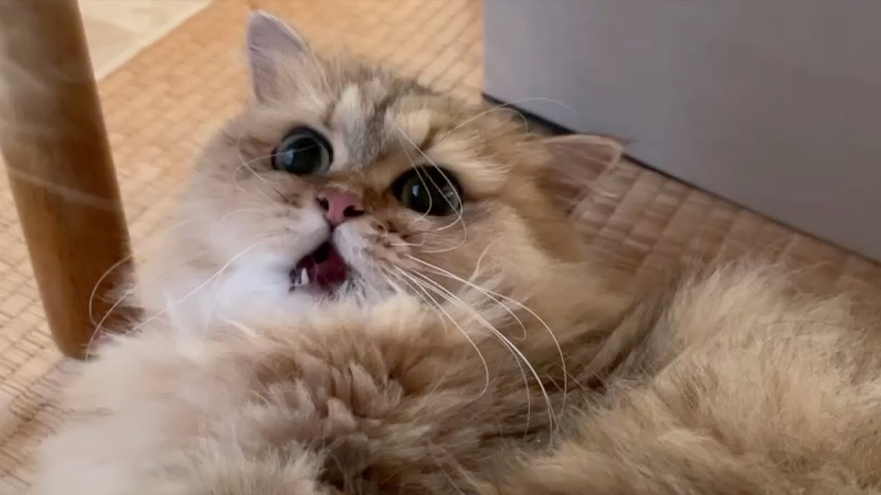 【ペルシャ猫】ケンカを売る子猫が大ピンチ！？必死なお顔が可愛すぎ！