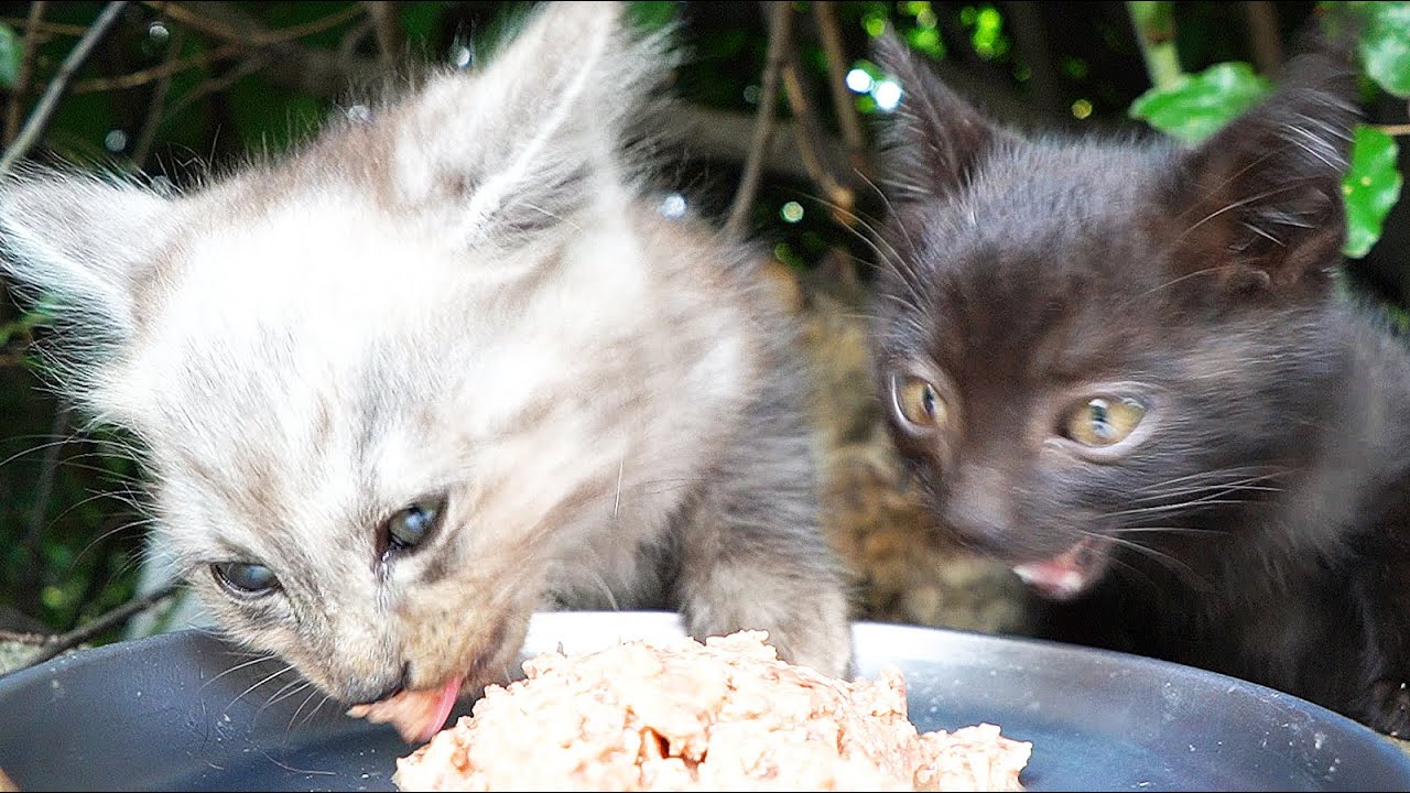 母猫に給餌したらかわいい子猫たちがぞくぞくと出てきた 野良猫 感動猫動画