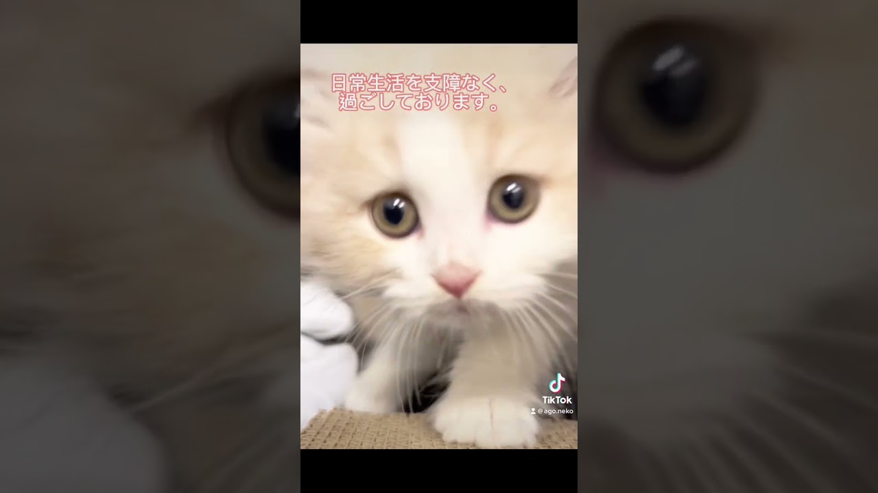 #里親募集中子猫アゴはネコ #子猫 #ノルウェージャン #譲渡会アゴはネコ #保護猫を家族に  #保護猫