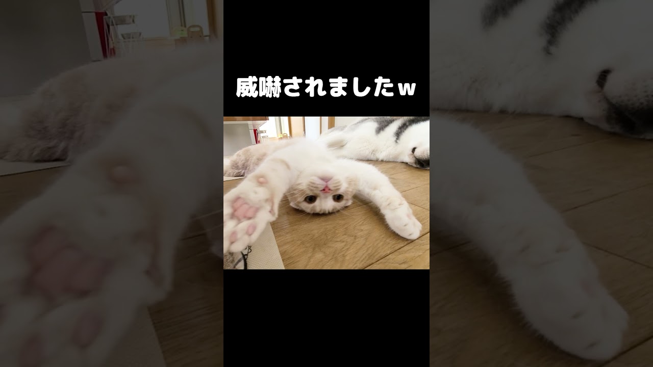 全然怖くない猫の威嚇がかわいすぎる...笑#猫 #cat
