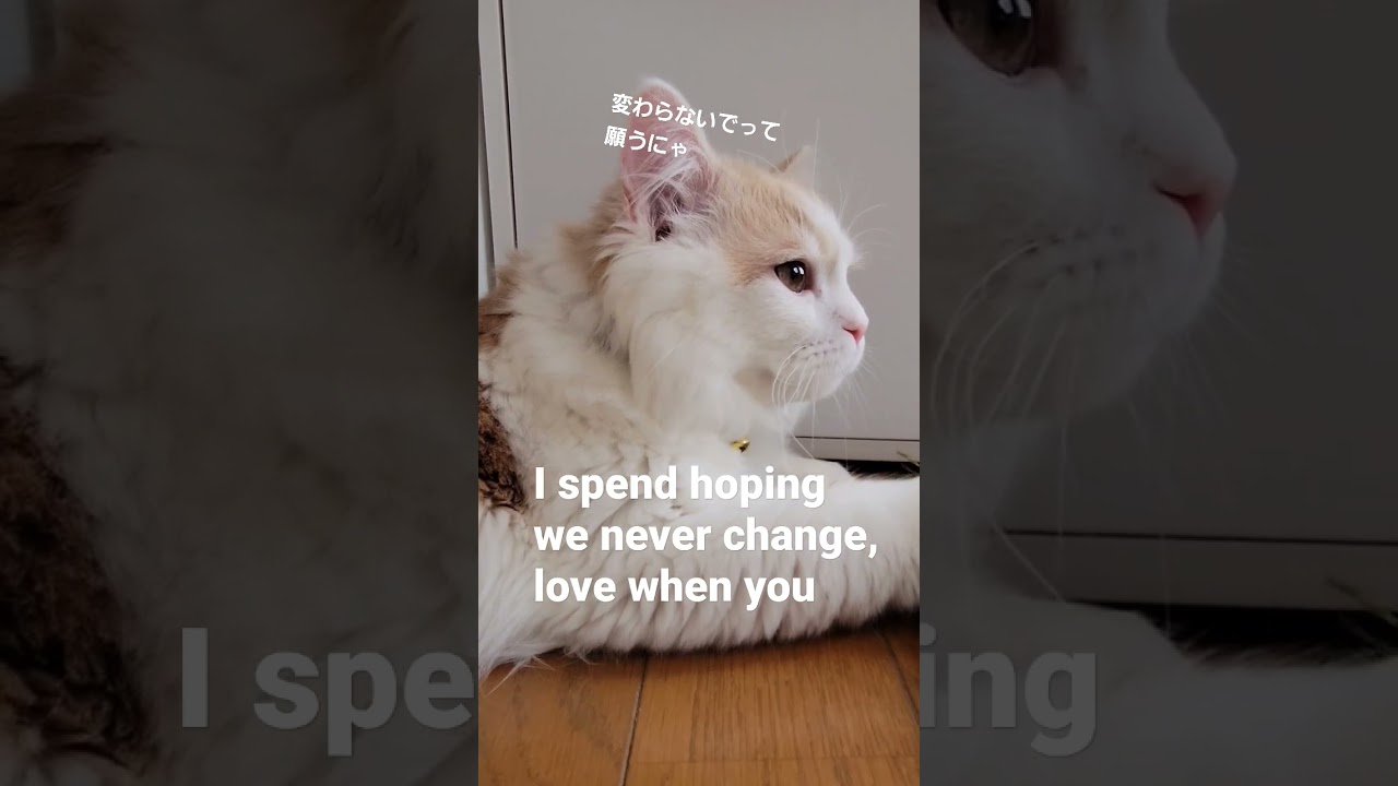 【子猫】ねがう猫 #ラガマフィン #猫動画 #cat #everysecond