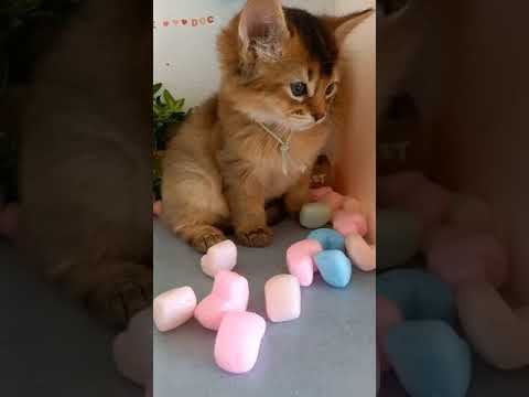 ソマリbaby 女の子