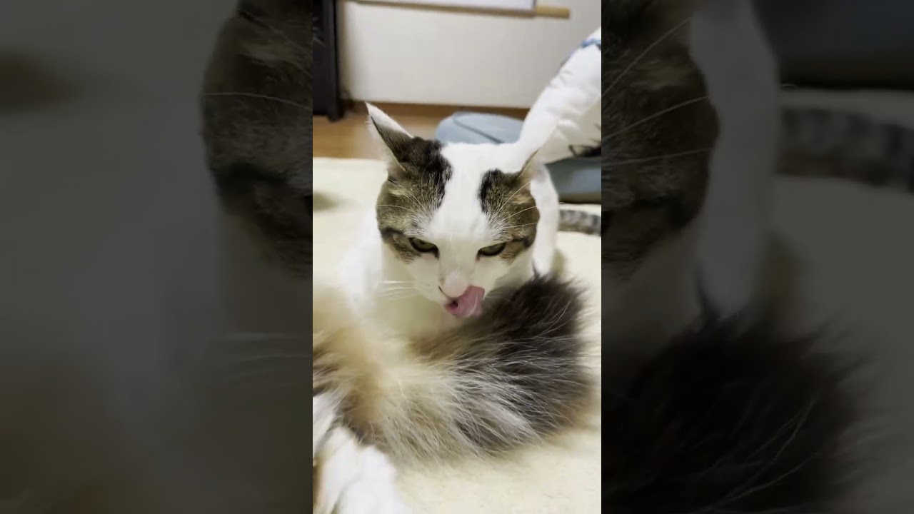 臭すぎて極悪人みたいな顔になる猫