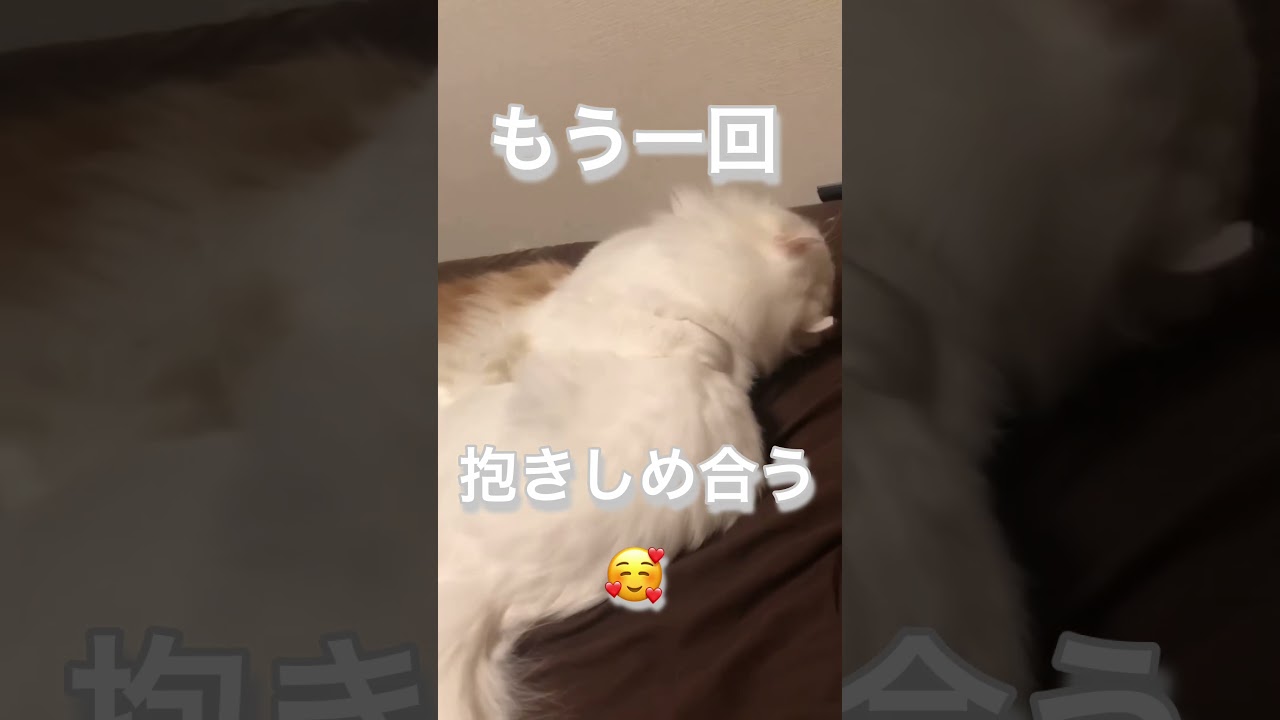抱きしめ合う猫たち#short #shorts #ノルウェージャンフォレストキャット#アメリカンカール #猫#じゃれあい#じゃれ合う