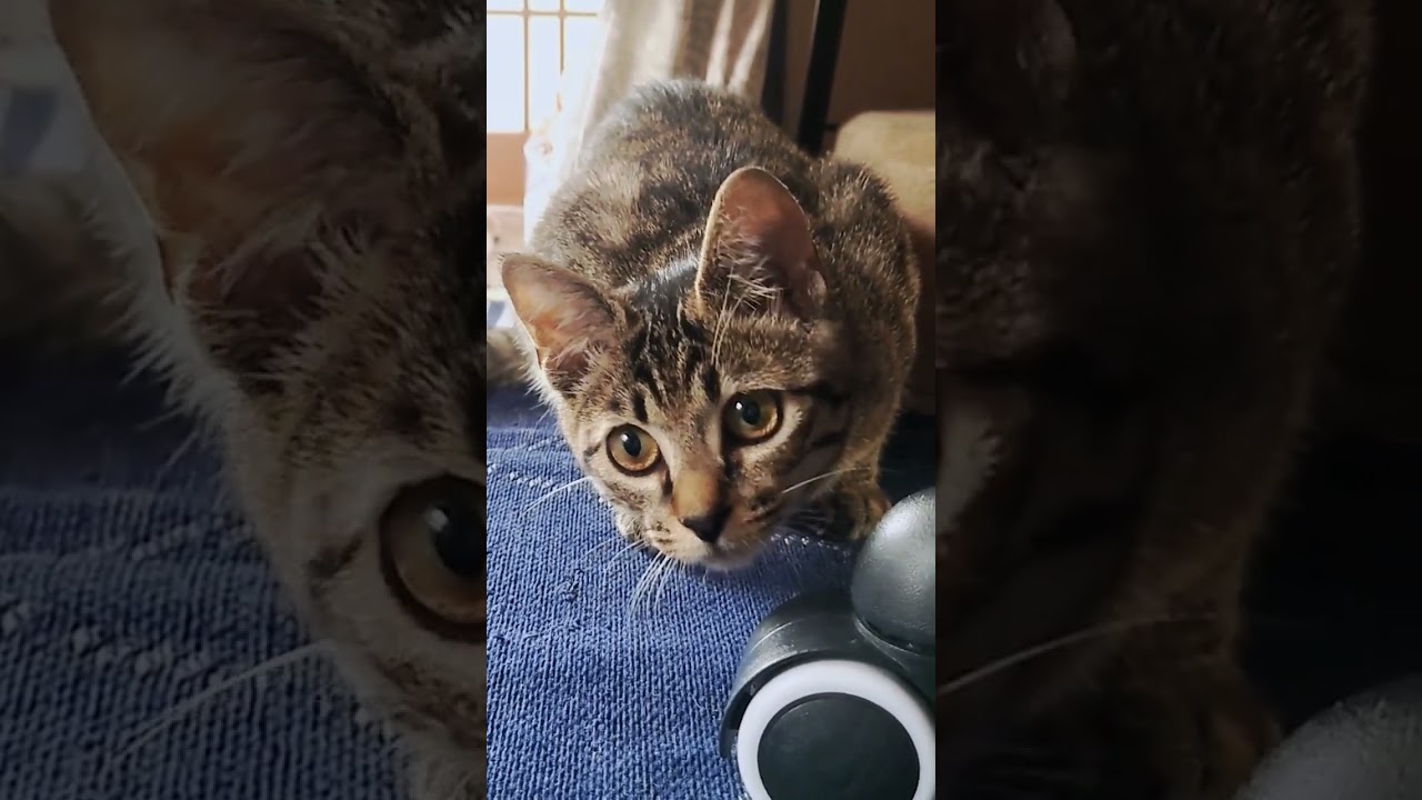 見たら幸せになれる子猫動画【#shorts 】【 #保護猫 】