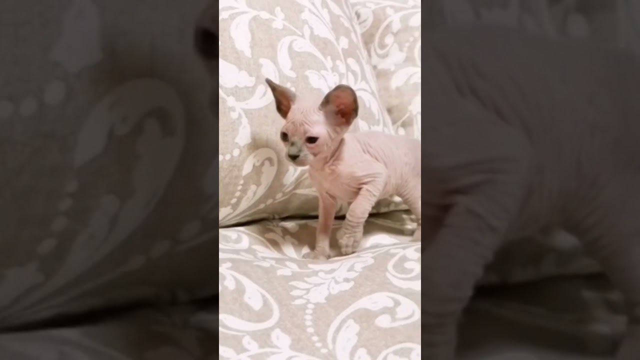 毛のない子猫の兄弟が可愛すぎる【スフィンクス猫】