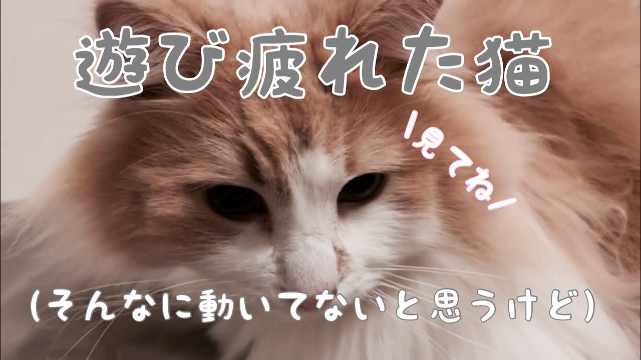 猫たちの遊び集2【アメリカンカール 】【ノルウェージャン】【猫】