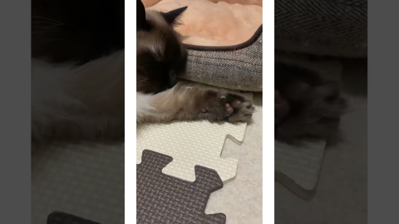 考える猫　いつでものんびり　ヒマラヤン　マロンの日常　#shorts #shortvideo