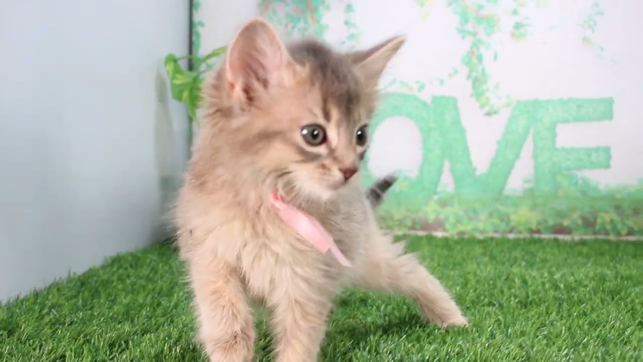 Coo&RIKU　No625192　ソマリ