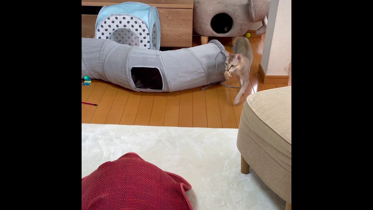 シンガプーラのモカ、上手に遊びます♪