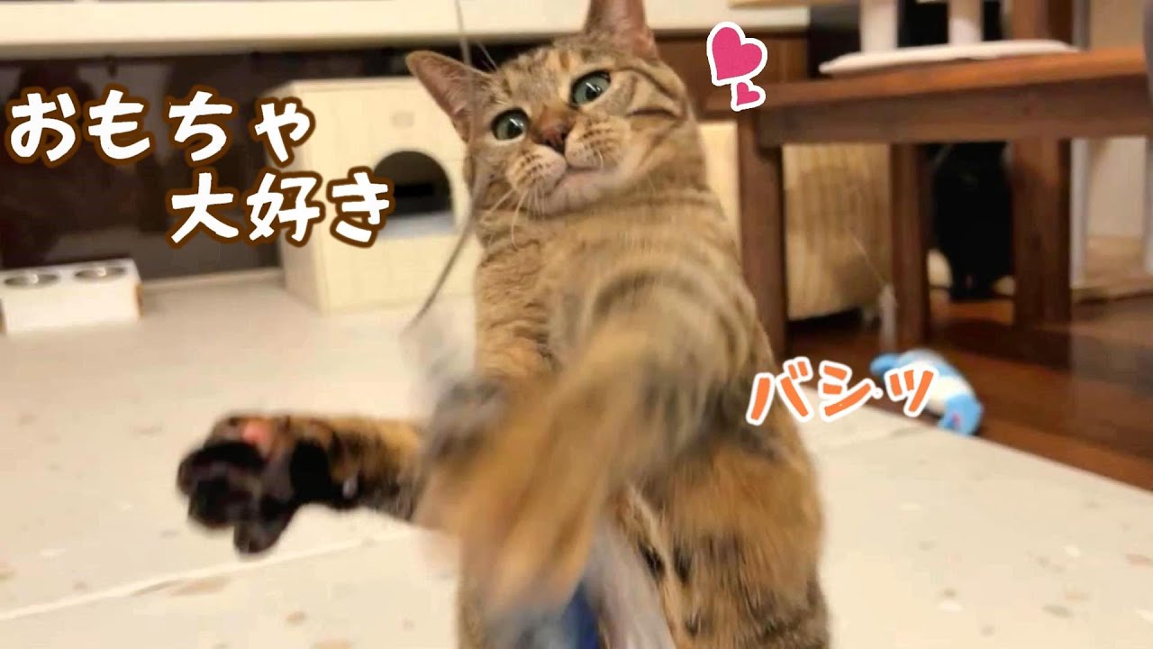 わんにゃん5匹と暮らす休日はこんな感じ　701話