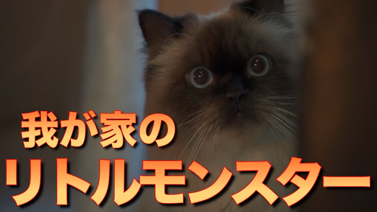 【怪獣】我が家のリトモン紹介（ヒマラヤン：猫）