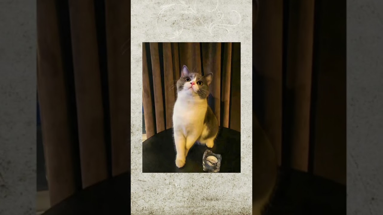 #shorts あかぬけ？いいえ、撮れ高です🐯✨ #猫 #ブリティッシュショートヘアー#現場猫 #ハチワレ #welcomecat #cat #britishshorthair