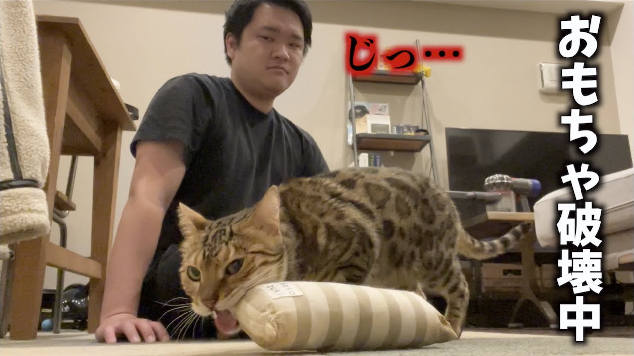 飼い主の目を盗んでオモチャを壊す猫