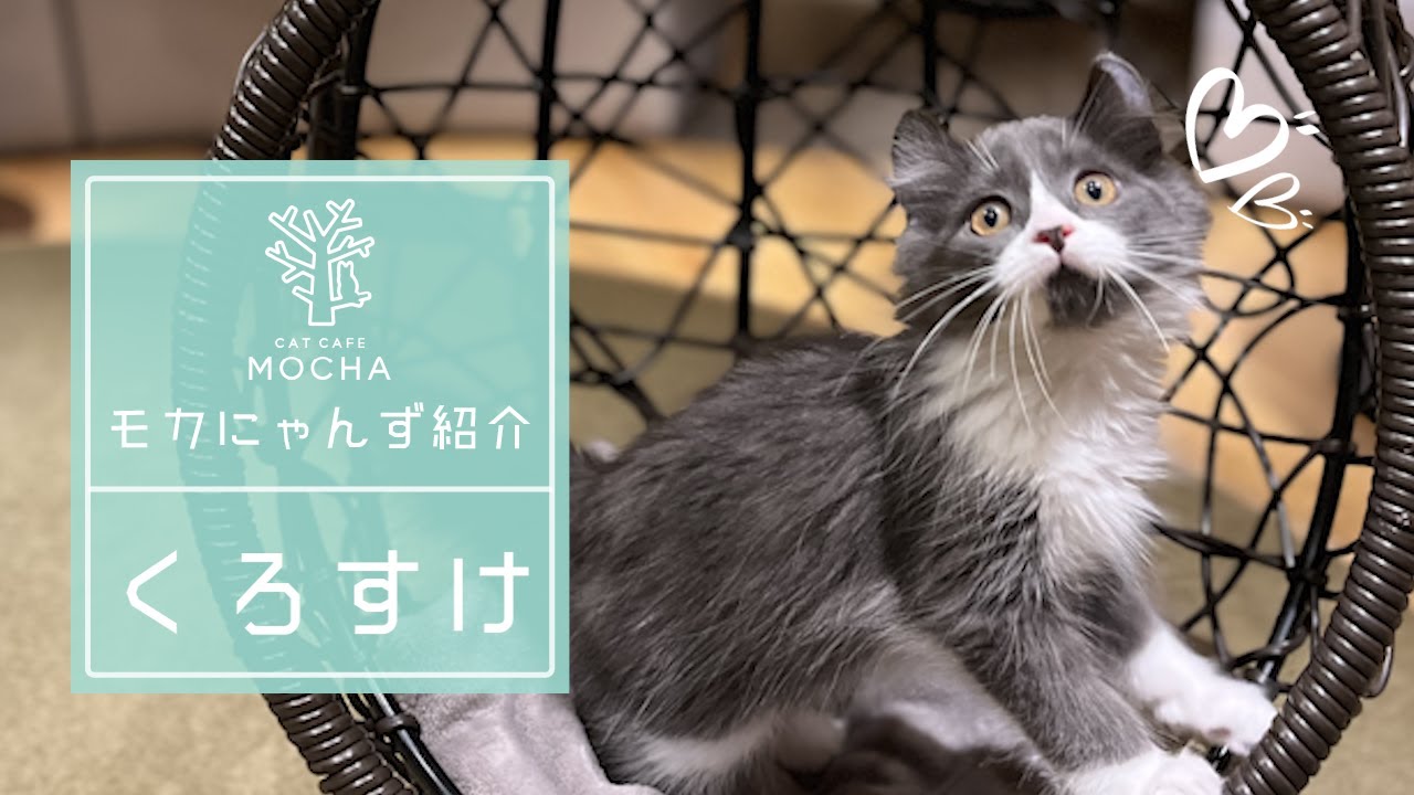 くろすけ（アメリカンカール♂）新宿店