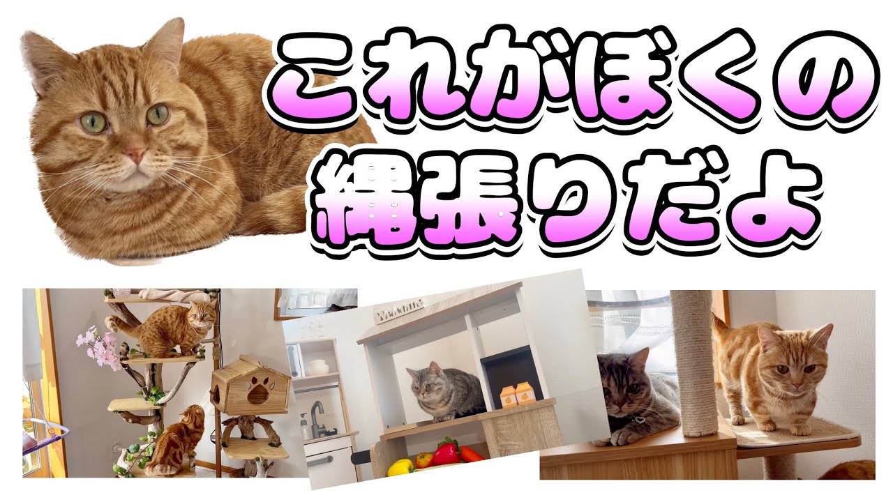 ねこもふ新居、初ルームツアー！！