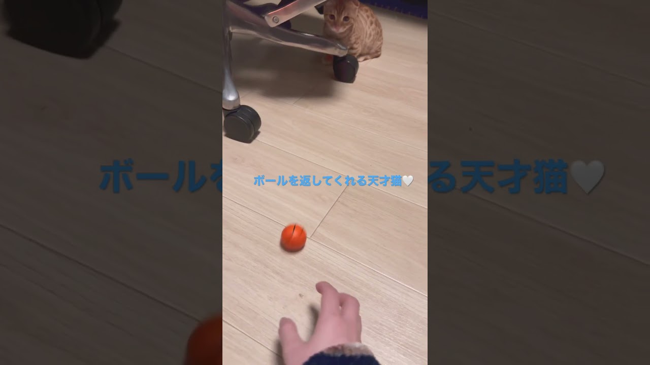 ボール大好きなコモドン🐈 #キンカロー #cat #猫 #animal #子猫 #kitten #猫のいる暮らし #cutecat #funnycat #catlover