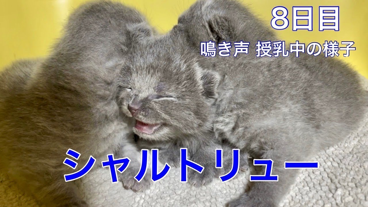 【鳴き声と授乳】生後8日目の子猫の様子【シャルトリュー】