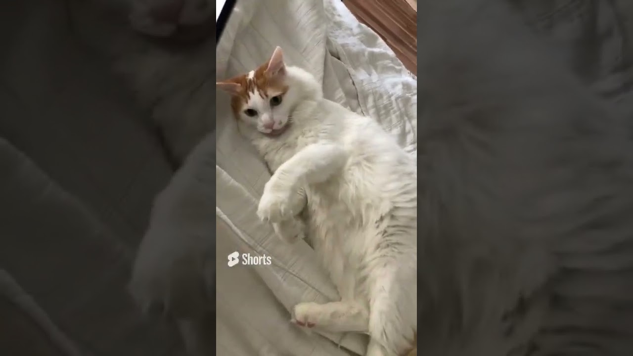 Turkish Van Mitchu Cuddling #shorts