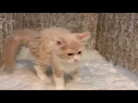 サイベリアン 人も猫も大好き💕抱っこ大好きでゴロゴロです✨