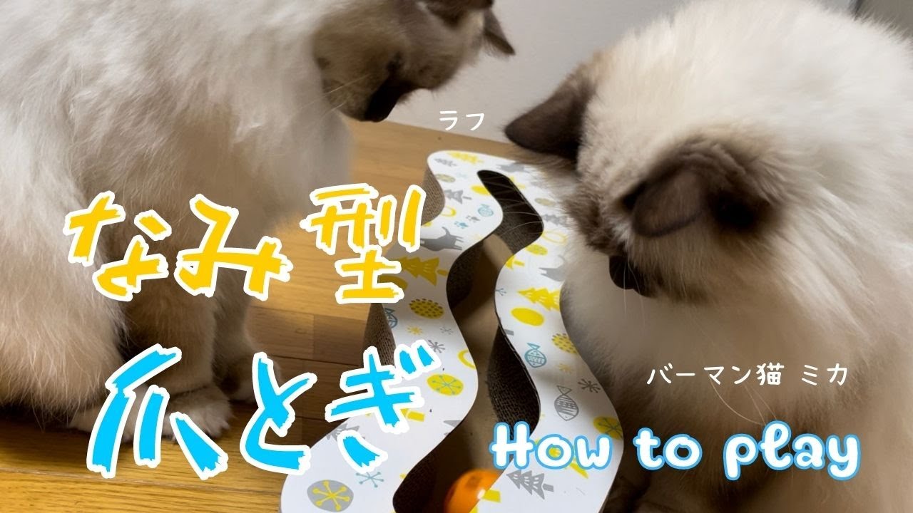 遊び方?使い方？わかるかな？【なみ型爪とぎ】How to play（バーマン猫）Birman/Cat