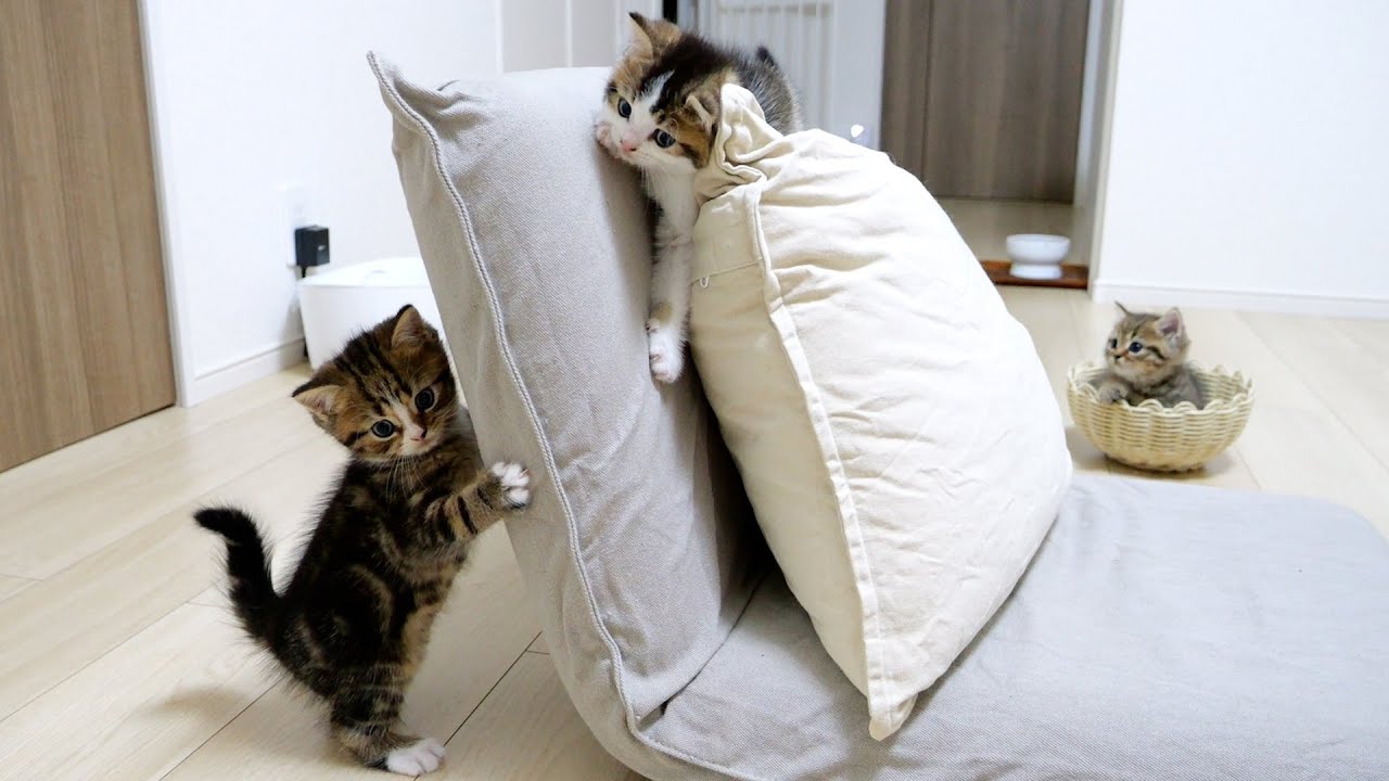 Four kittens make a lot of noise in my house!