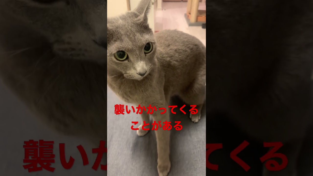 猫飼ってる人これ分かる？ #ロシアンブルー #しっぽ吸い