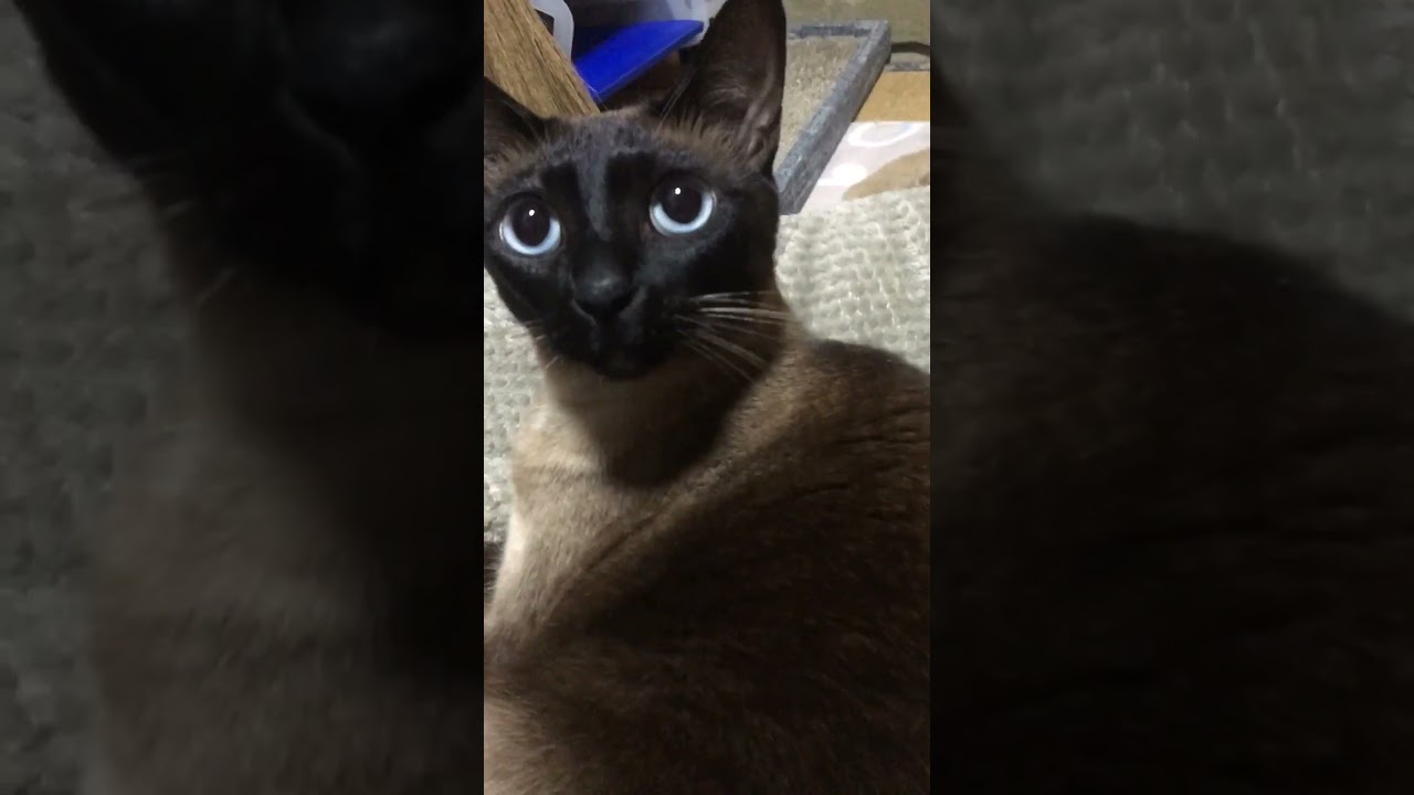 上目遣いが素敵なシャム猫