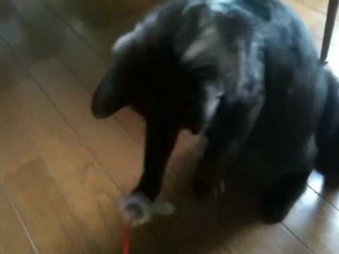 黒猫ボンベイ 20100519