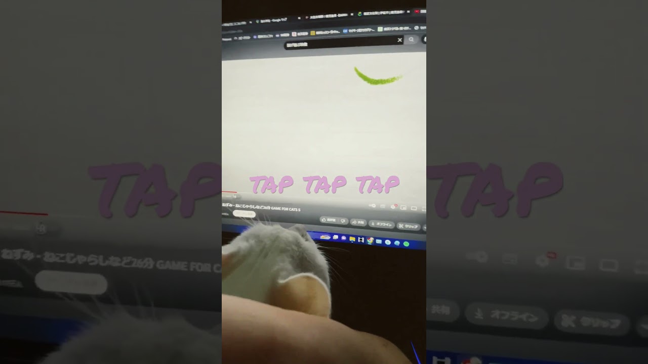 #cat #munchkin #chinchillagolden #maniecoon #kitten #baby #JAPAN #猫 #マンチカン #calmdown #shorts