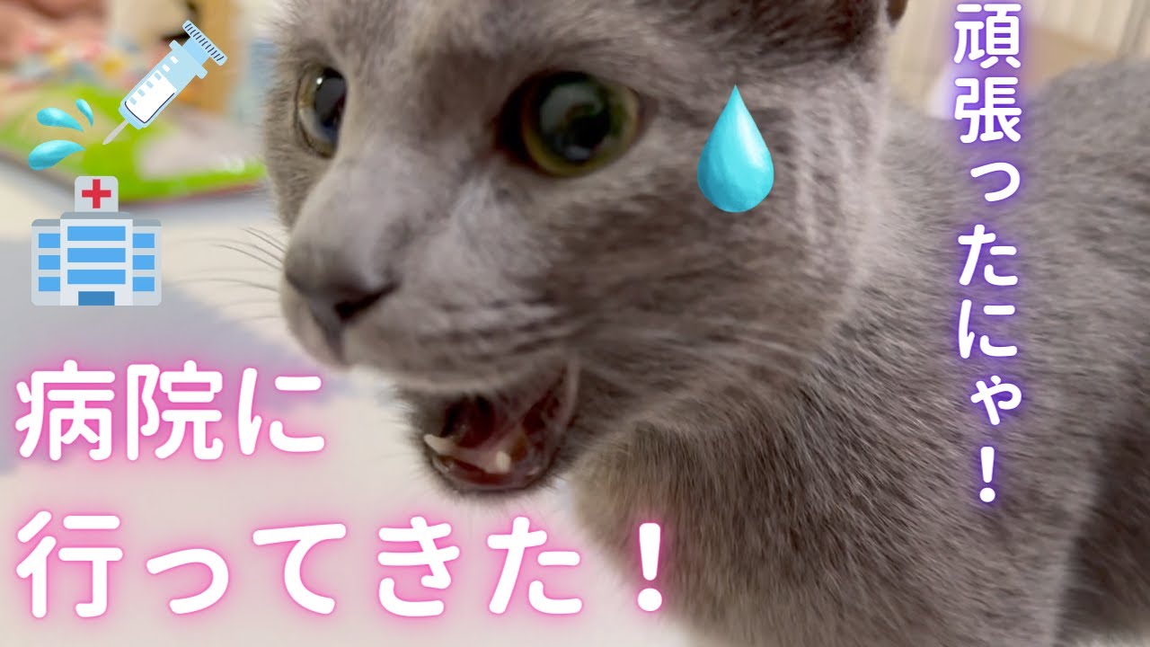 病院を頑張った偉すぎる猫（ロシアンブルー）