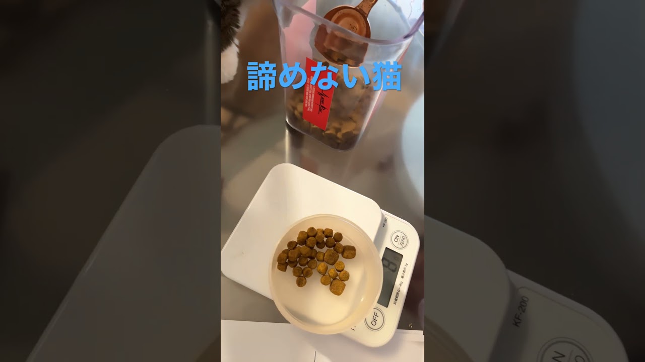 諦めない猫はもらえます#shortsvideo #shorts #ノルウェージャンフォレストキャット #cat #cats #cute #猫 #猫動画 #かわいい #かわいい猫 #猫との暮らし