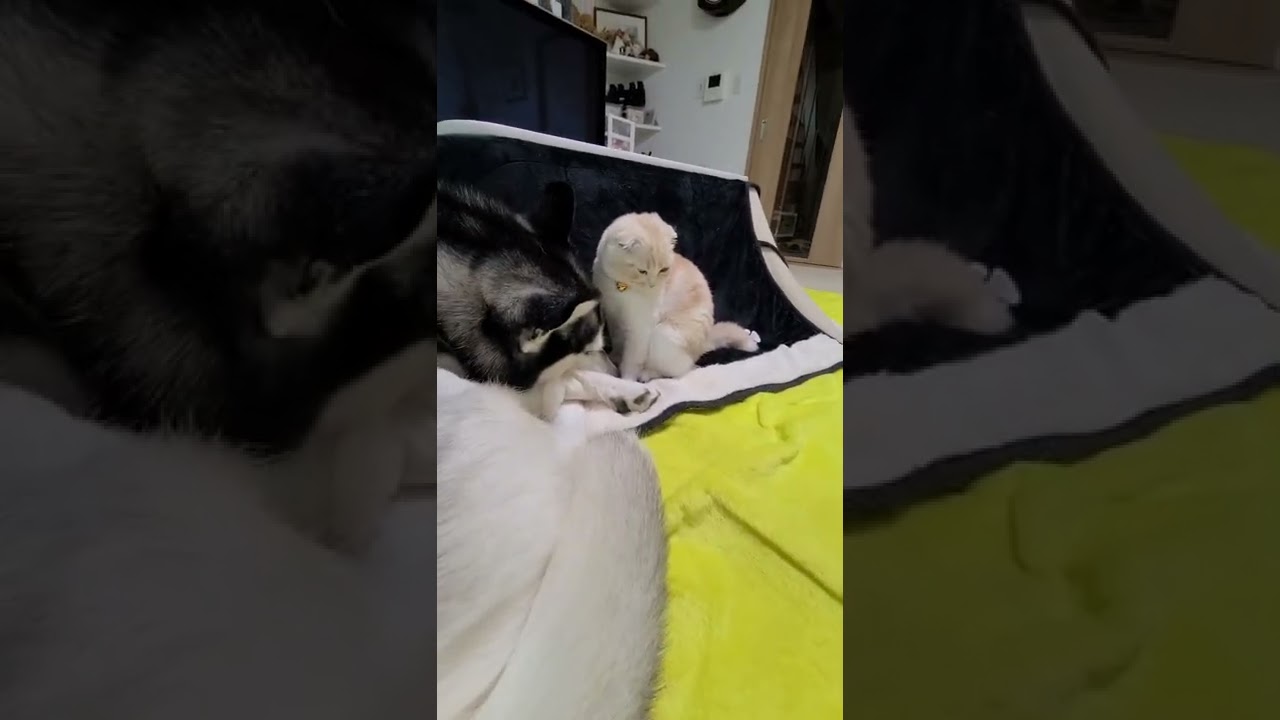 ハスキー犬の行動が子猫を驚かせた瞬間…笑#shorts