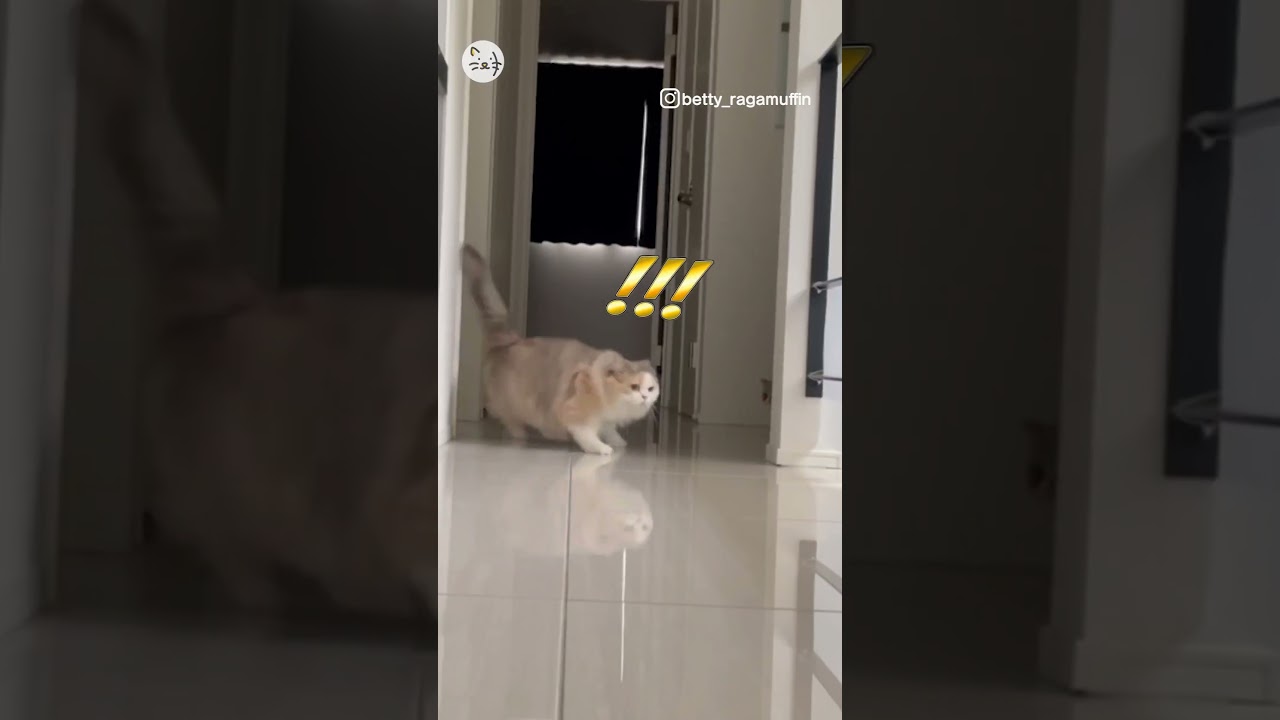 ドッキリ大成功！ラガマフィン&エキゾチックショートヘアの猫ちゃん🐈The prank went well！ #猫王国 #エキゾチックショートヘア #ラガマフィン #猫動画 #cat
