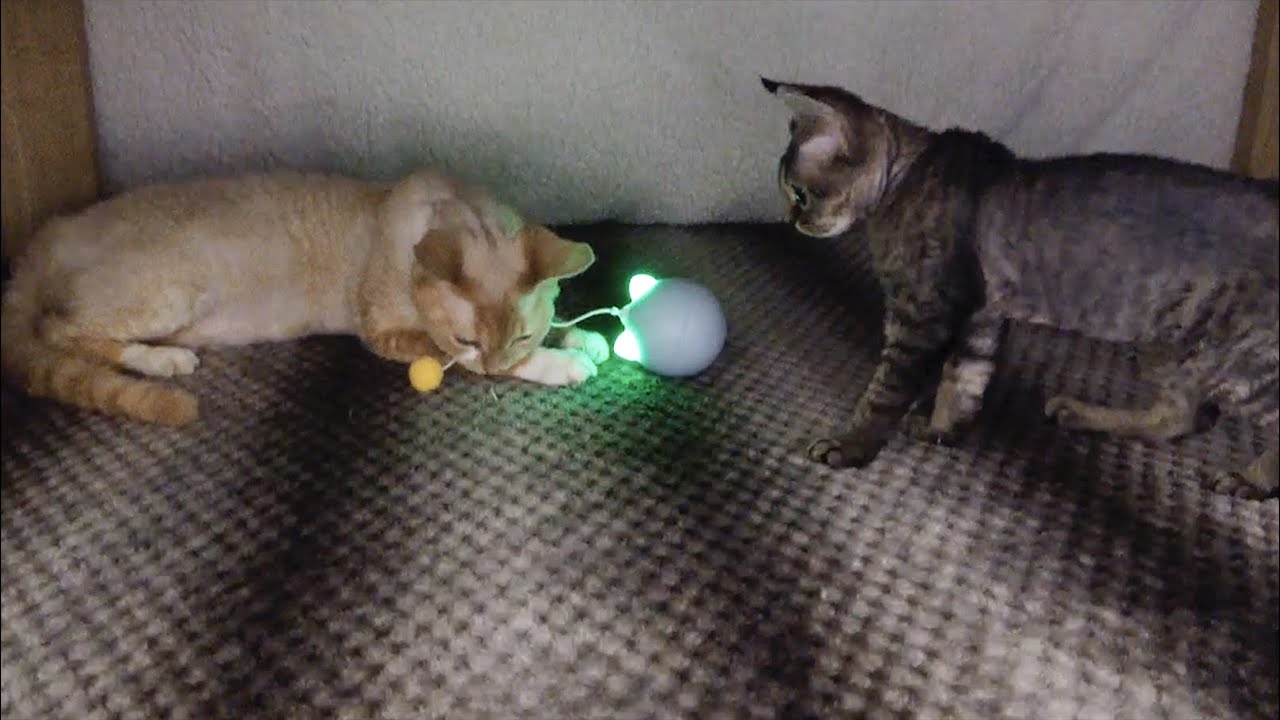 兄が遊んでるおもちゃが面白そうに見えるデボン子猫です(The Devon Rex kitten wants to play with the toy that his brother likes)