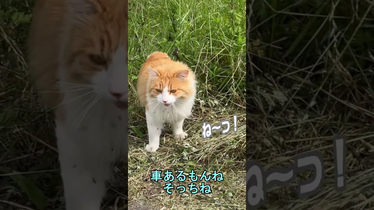 【猫の交通安全】地域猫のメインクーンは交通安全に気を配る猫だった【オリジナル曲】#shorts#cat#猫動画