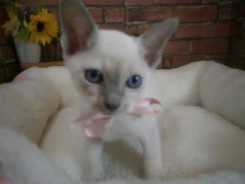 625136 トンキニーズ