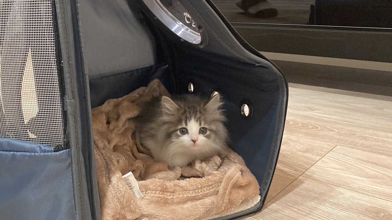 甘えんぼ子猫が、お迎え初日から1ヶ月ですごく成長しました。(生後2.5→3.5ヶ月)【ノルウェージャンフォレストキャット】