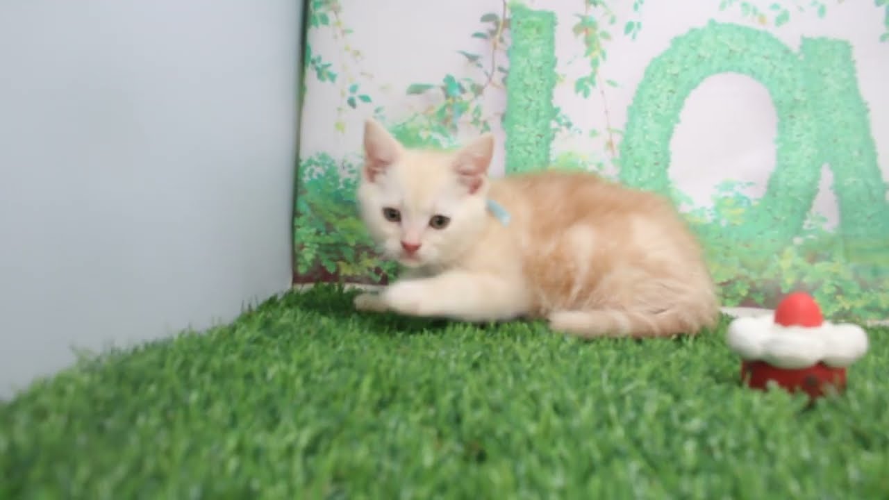 Coo&RIKU　No620172　アメリカンショートヘアー