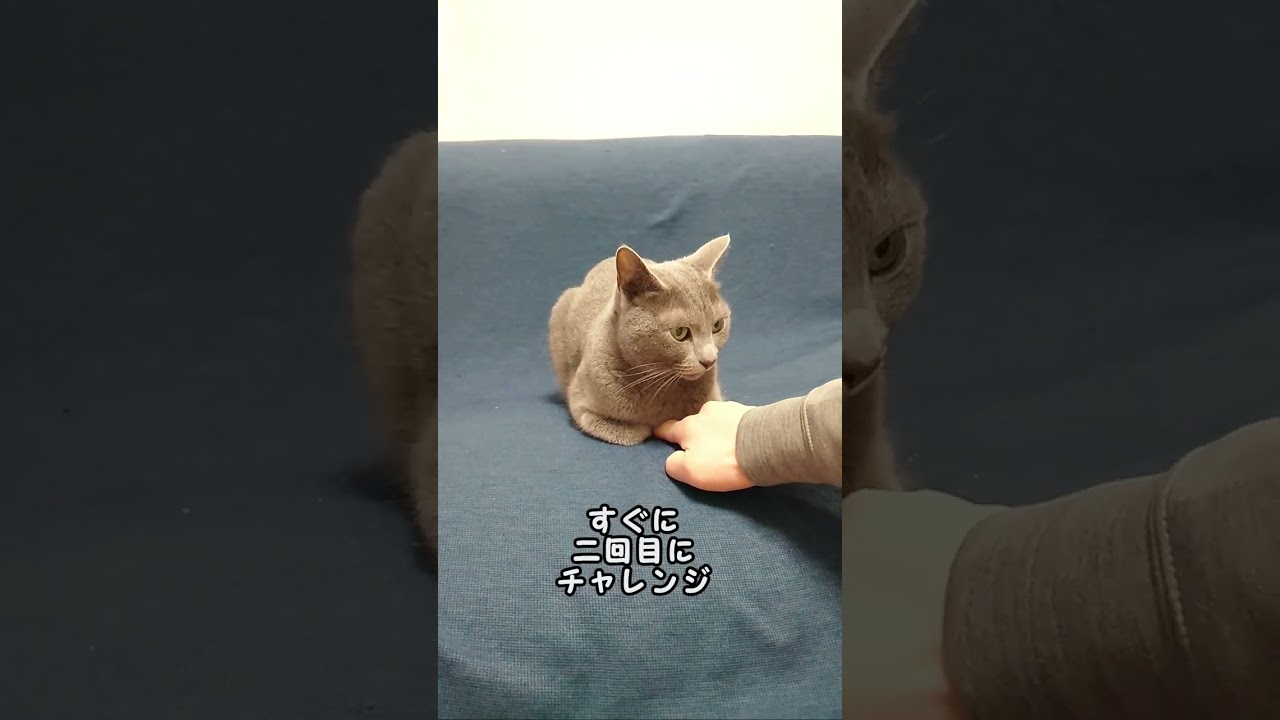 【猫動画】仏の顔も三度までなロシアンブルー【russianbule】#shorts　#指ズボThe face of Buddha is three times Russian blue