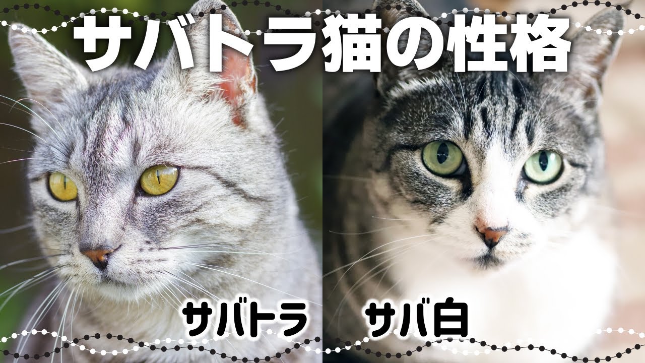 【サバトラ猫の特徴】キジトラとの違いや関係性も｜猫の毛色と性格