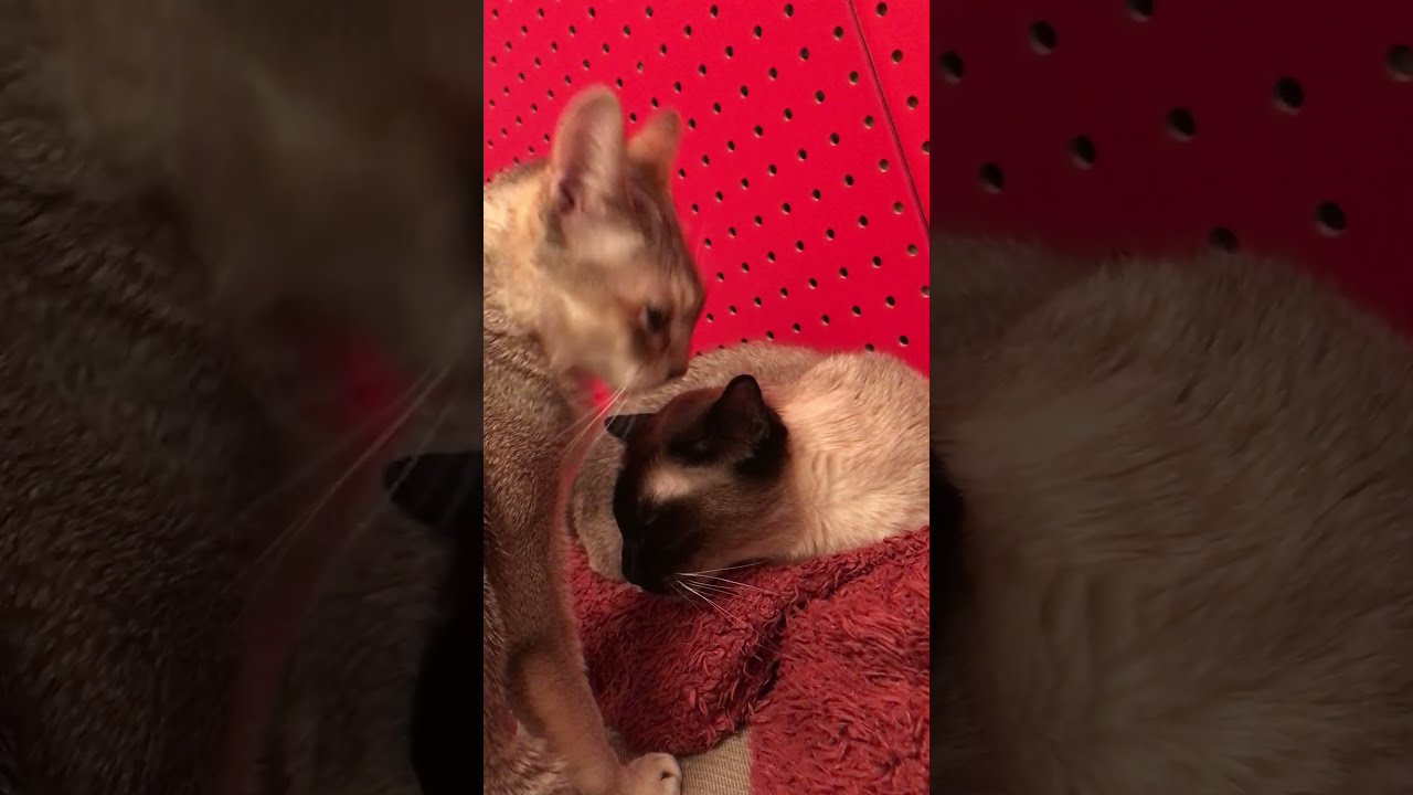 たぬき猫をペロペロしまくるシンガプーラなのにゃ♪