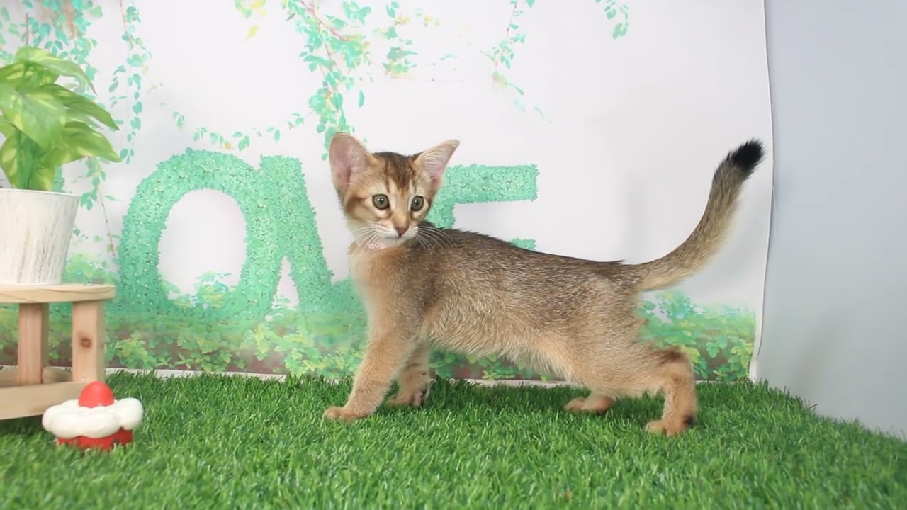 Coo&RIKU　No621659　アビシニアン