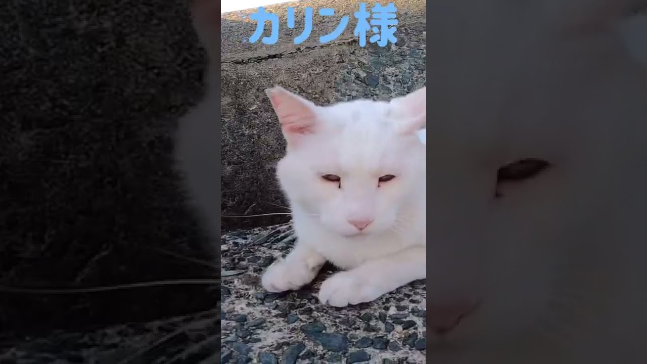 あの凶暴猫のカリン様がヤキモチ妬いて八つ当たり Ferocious cat #shorts