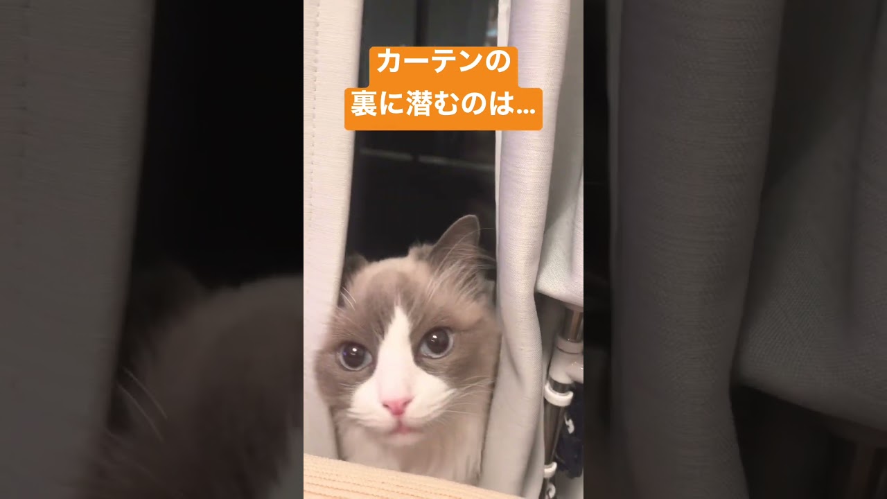 カーテンの裏に潜むラグドール #cat #ragdoll #猫 #ラグドール #ハチワレ #猫のいる暮らし #shorts