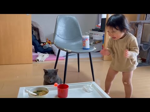 ぺぺ(ロシアンブルー)と謎の遊びをする娘